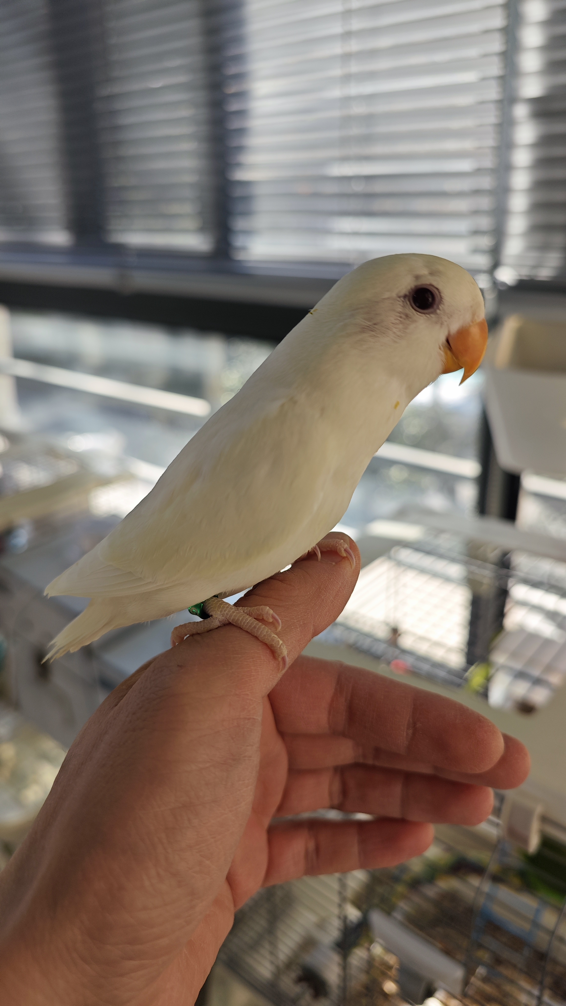 自家繁殖的白闪牡丹低价出售，喜欢详聊